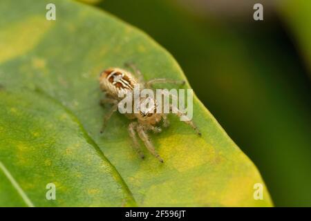 Dorsal der springenden Spinne weibliche dorsale Ansicht, Thyene imperialis, Satara, Maharashtra, Indien Stockfoto