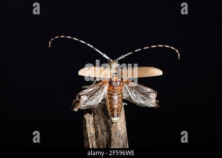 Flügel geöffnet von langen Hornkäfer, Batocera rufomaculata, Pune, Maharashtra, Indien Stockfoto