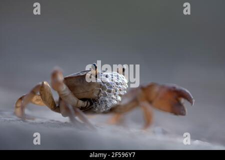 Blubbernde Süßwasserkrabbe, Potamon ibericum, Satara, Maharashtra, Indien Stockfoto