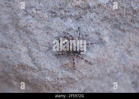 Dorsal der Rock Jumping Spinne, Menemerus bonneti, Satara, Maharashtra, Indien Stockfoto