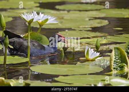 Australische lila Swamphen Porphyrio Melanotus Gold Coast Queensland, Australien BI030165 Stockfoto