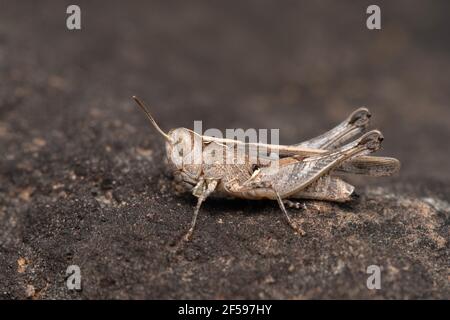 Rufous Grashüpfer, Gomphocerippus rufus, Satara, Maharashtra, Indien Stockfoto