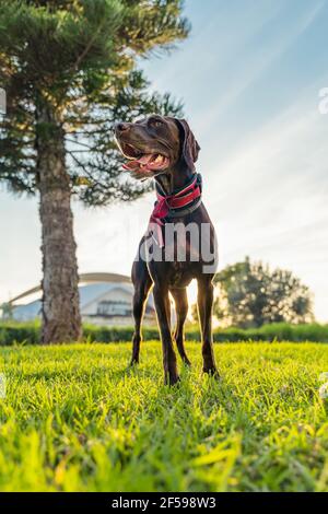 Brauner Bracco-Hündchen auf dem Gras mit der Zunge Draußen bei Sonnenuntergang im Park Stockfoto