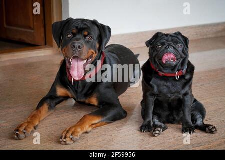 Rottweiler ein beliebter Familienhüter Hund und Mops mit ausgeprägten Merkmale eines faltig kurz-muzzled Gesicht und gewellten Schwanz Stockfoto