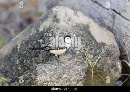 Doppel-verjährt Finch Taeniopygia Bichenovii Kakadu National Park Northern Territory, Australien BI030266 Stockfoto
