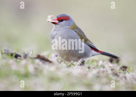 Rot-browed Firetail - Fütterung auf Erden Neochmia Temporalis Lamington National Park Queensland, Australien BI030272 Stockfoto