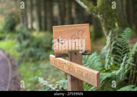 Rotes Eichhörnchen (Sciurus vulgaris) mit Ausblickschild, Eskrigg Naturschutzgebiet, Lockerbie, Schottland, Großbritannien Stockfoto