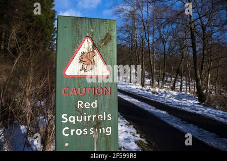 Rotes Eichhörnchen (Sciurus vulgaris) Straßenverkehrswarnschild, Kielder Wald rotes Eichhörnchen Reservat, Kielder Wasser und Wald Park, Northumberland, Stockfoto