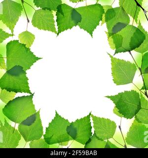 Rahmen aus Frühlingsbirke Zweig mit grünen Blättern isoliert auf weißem Hintergrund. Stockfoto