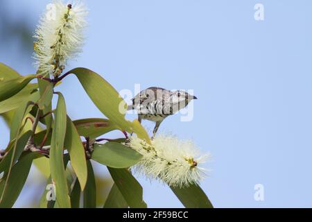 Bar-breasted Honigfresser - Fütterung auf Melaleuca Blumen Ramsayornis Fasciatus Kakadu National Park Northern Territory, Australien BI030385 Stockfoto