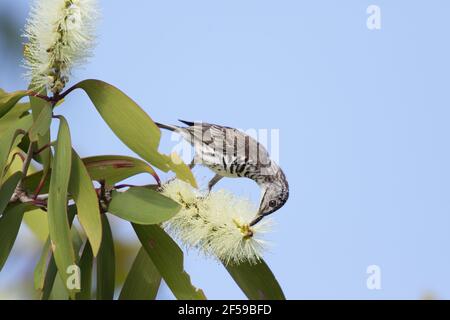 Bar-breasted Honigfresser - Fütterung auf Melaleuca Blumen Ramsayornis Fasciatus Kakadu National Park Northern Territory, Australien BI030387 Stockfoto