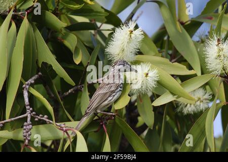 Bar-breasted Honigfresser - Fütterung auf Melaleuca Blumen Ramsayornis Fasciatus Kakadu National Park Northern Territory, Australien BI030392 Stockfoto