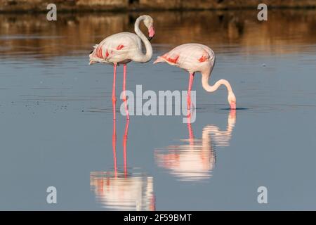 Großer Flamingo, Phoenicopterus roseus, zwei Erwachsene Fütterung in flachem Wasser, Camargue, Frankreich Stockfoto