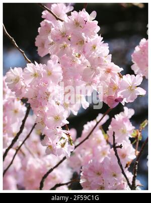 Rosa weinende Kirschblüten mit weißem Rand. Frühlingsblumen Rosaceae 'Prunus pendula' oder 'Pendula Rosea' mit hübschen Blütenblättern. Irland Stockfoto