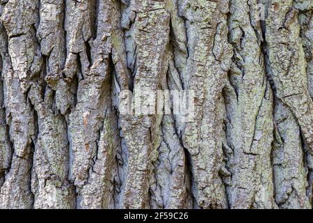 Closeup detail of tree bark surface. Rough wood texture. Poplar tree "Salicaceae, Populus canadensis". Nature background Stockfoto