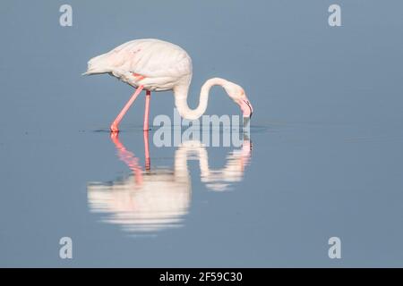 Großflamingo, Phoenicopterus roseus, Alleinfuttertier im Flachwasser, Camargue, Frankreich Stockfoto