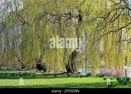 Detail eines Trauerweidenbaums, Salix Chrysocoma, der an einem sonnigen Frühlingstag am Flussufer in Shepperton Surrey in ein Blatt kommt Stockfoto