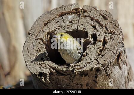 Vierzig gefleckte Tasmanpanthervogel - Nest entstehende Loch Pardalotus Quadragintus Bruny Insel Tasmanien, Australien BI030686 Stockfoto