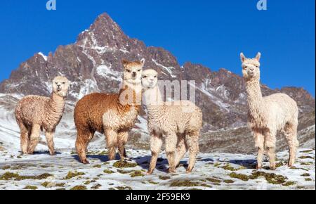 Lamas oder lama, Gruppe von Lamas auf Weideland, Anden, Peru Stockfoto