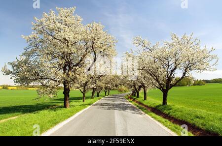 Straße und Allee von blühenden Kirschbäumen in lateinischem Prunus cerasus mit schönem Himmel. Weiß gefärbter blühender Kirschbaum Stockfoto