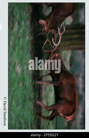 Rotwild beim Buschigen Park, Hampton in Middlesex Stockfoto