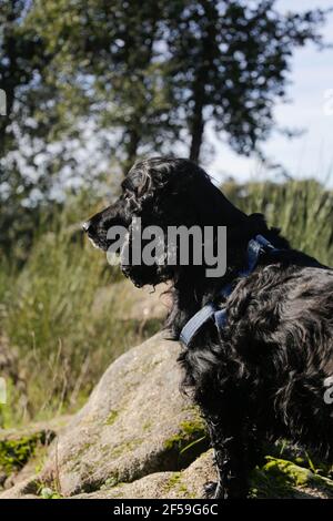 Porträt eines entzückenden englischen Cocker Spaniel wartet in der Auf dem Land Stockfoto