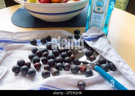 Schlehe Beeren werden vorbereitet, um Schlehe Gin zu machen Stockfoto