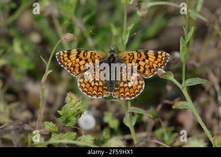 Knapweed-Fritillär (Melitaea phoebe) Stockfoto