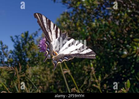 Südlicher seltener Schwalbenschwanz (Iphiclides feisthamelii) Stockfoto