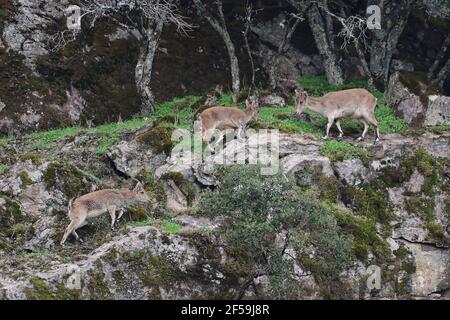 Iberischer Steinbock, Spanischer Steinbock, Spanische Wildschweine oder Iberische Wildschweine (Capra pyrenaica) in Sierra Morena (Spanien) Stockfoto