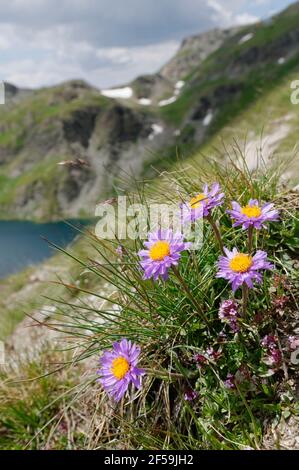 Alpine Aster oder Blauer Alpenstern (Aster alpinus) In den Pyrenäen Stockfoto