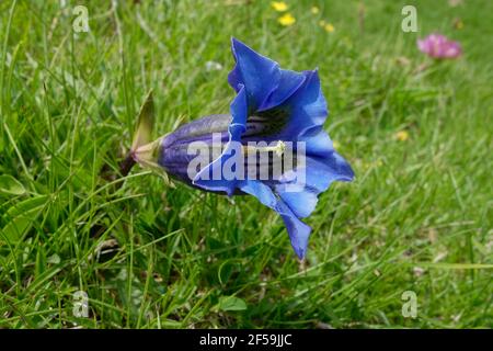 Stammloser Enzian (Gentiana acaulis) in den Pyrenäen Stockfoto