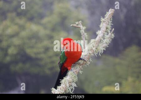 Australische King Parrot - Männchen im Regenwald Umgebung Alisterus Scapularis Lamington National Park Queensland, Australien BI030790 Stockfoto