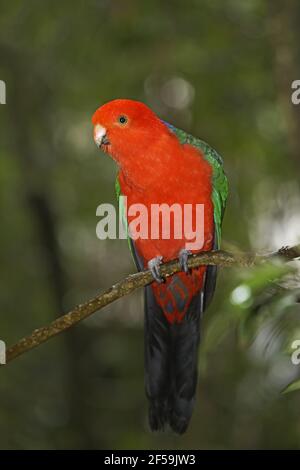 Australische King Parrot - Männchen im Regenwald Umgebung Alisterus Scapularis Lamington National Park Queensland, Australien BI030794 Stockfoto