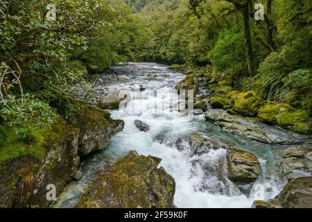 Naturlandschaft rund um die Chasm Falls am Cleddau River at Die Südinsel von Neuseeland Stockfoto