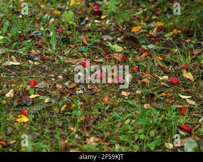 Rote Äpfel liegen im Herbst zwischen grünem Gras und gefallenen Baumblättern. Stockfoto
