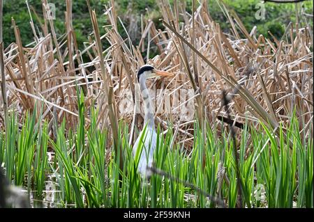 Wetter in Großbritannien. Sidcup, Kent. März 2021, 25th. Großbritannien an einem frühlingshaften Tag mit sehr wechselhaftem Wetter versteckt sich ein Reiher (Ardea cinerea) in den Rushes und wartet geduldig auf das Mittagessen. Foots Cray Meadows, Sidcup, Kent. UK Credit: michael melia/Alamy Live News Stockfoto