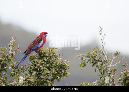 Crimson Rosella Platycercus Elegans Lamington National Park Queensland, Australien BI030882 Stockfoto