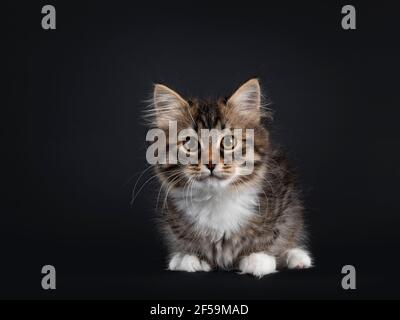 Liebenswert schwarz gestromt mit weißen sibirischen Katze Kätzchen, legt sich nach vorne. Blick direkt auf die Kamera. Isoliert auf schwarzem Hintergrund. Stockfoto