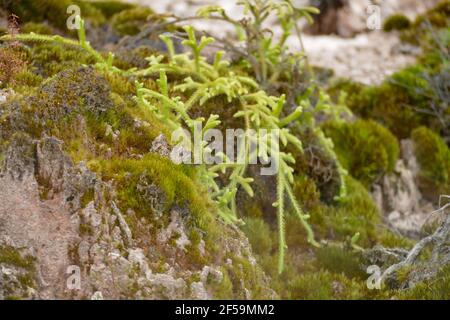 Vegetation Nahaufnahme an einem geothermischen Standort in Neuseeland genannt Krater des Mondes Stockfoto