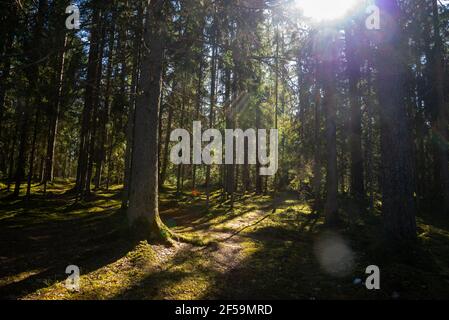 Sonniger alter Wald mit Baumstämmen und Briefmarken im Frühling scheint die Sonne durch Baumnadeln, moosbedeckter Baumstamm im Sonnenlicht. Frühlingslandschaft Stockfoto