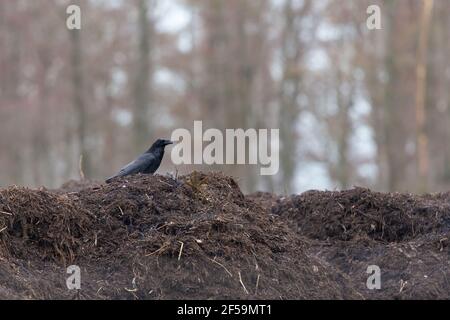 Ein großer nördlicher Rabe (Corvus corax), der auf einem Hügel thront. Stockfoto