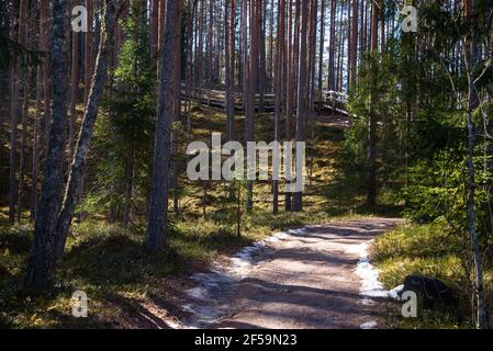 Leere Forststraße für Spaziergänge mit grünen Nadelbäumen und sichtbaren Holztreppen, die den Hügel hinauf führen. Es gibt keinen geschmolzenen Schnee an den Seiten des Weges. Spri Stockfoto