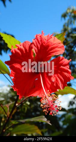 Vertikale Aufnahme eines roten Hibiskus Stockfoto