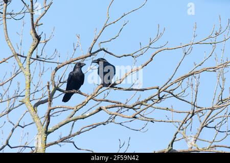 Zwei nördliche Raben (Corvus corax) thronen in einem Baum. Stockfoto