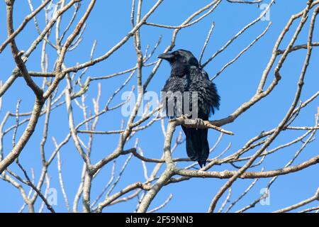 Ein nördlicher Rabe (Corvus corax) thront in einem Baum. Stockfoto