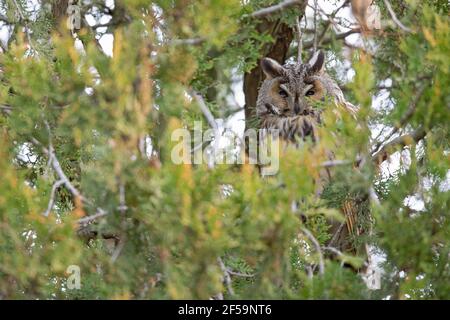 Eine langohrige Eule (ASIO otus), die in einem Stadtpark in einem Baum thront. Stockfoto
