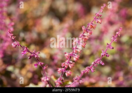 Tulsi, heilige Basilikum (Ocimum tenuiflorum) Blumen im Garten. Stockfoto