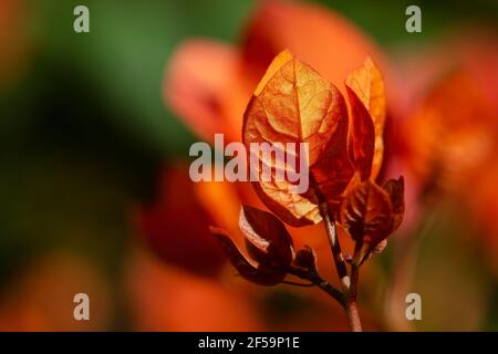 Makrofotografie von Bougainvillea (Caryophyllales) Blumen. Stockfoto