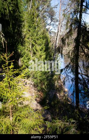 Fluss in den Bergen. Wunderschöne Landschaft im Frühling. Blaugrünes Wasser zwischen Wald und felsigen Ufer. Holzzaun am Flussufer. Sonnig Stockfoto